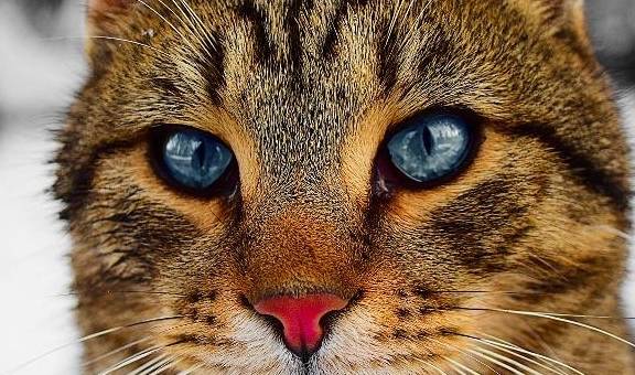 小猫怎么做保暖 2741e063d489484688515452e534f1c6.jpeg