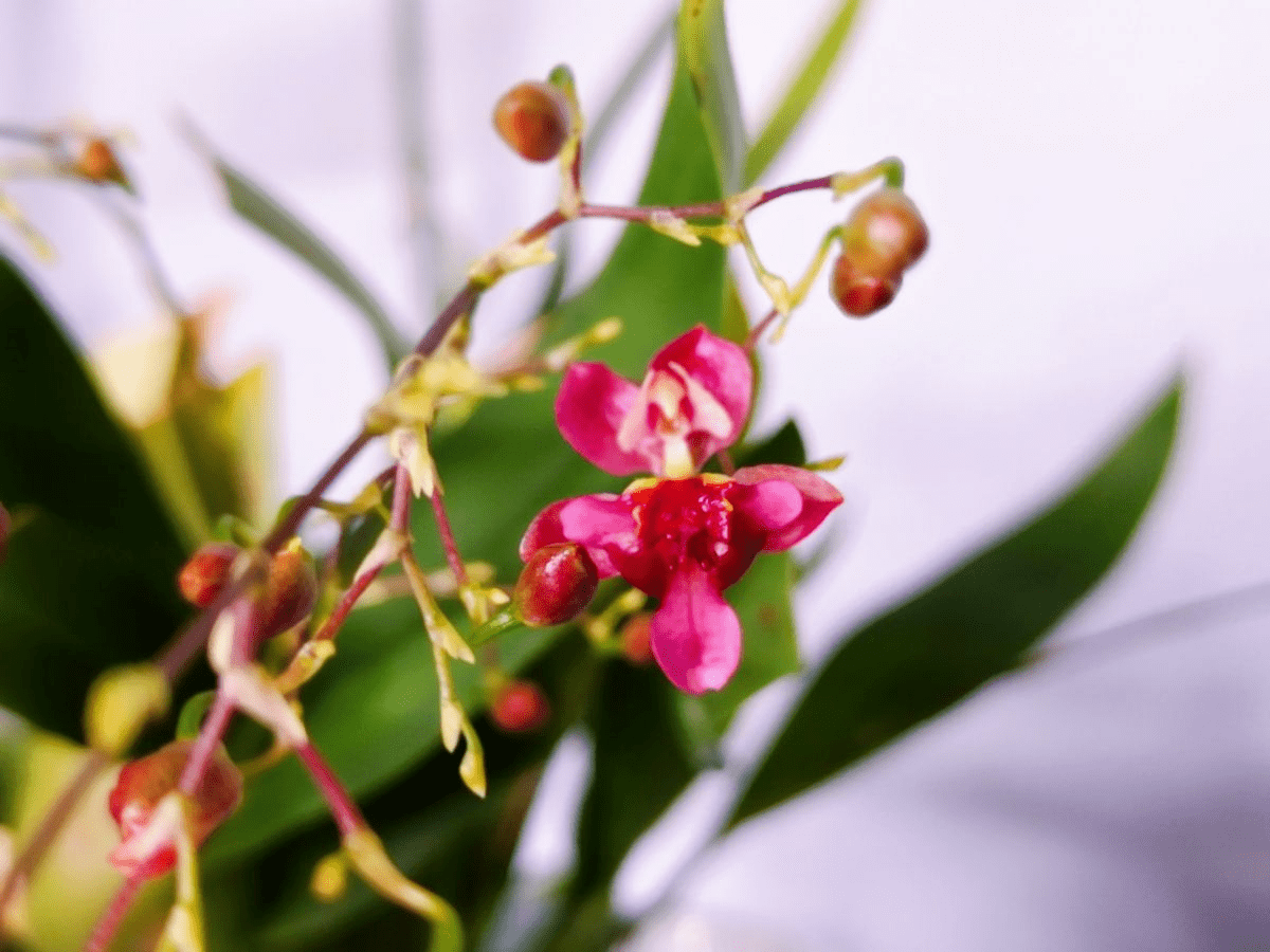 现在能种香吗 9222101a228b46cdab53c6692d3444a3.png