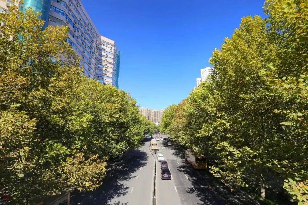 抗逆性更强,不择土壤,能适应城市街道透气性差的土壤环境;法桐树冠及