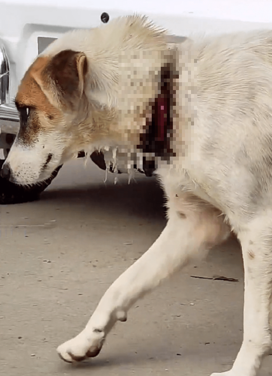 脖子被勒出血,见到主人都想躲的看家犬,哪怕获救了麻木的狗狗也没有一