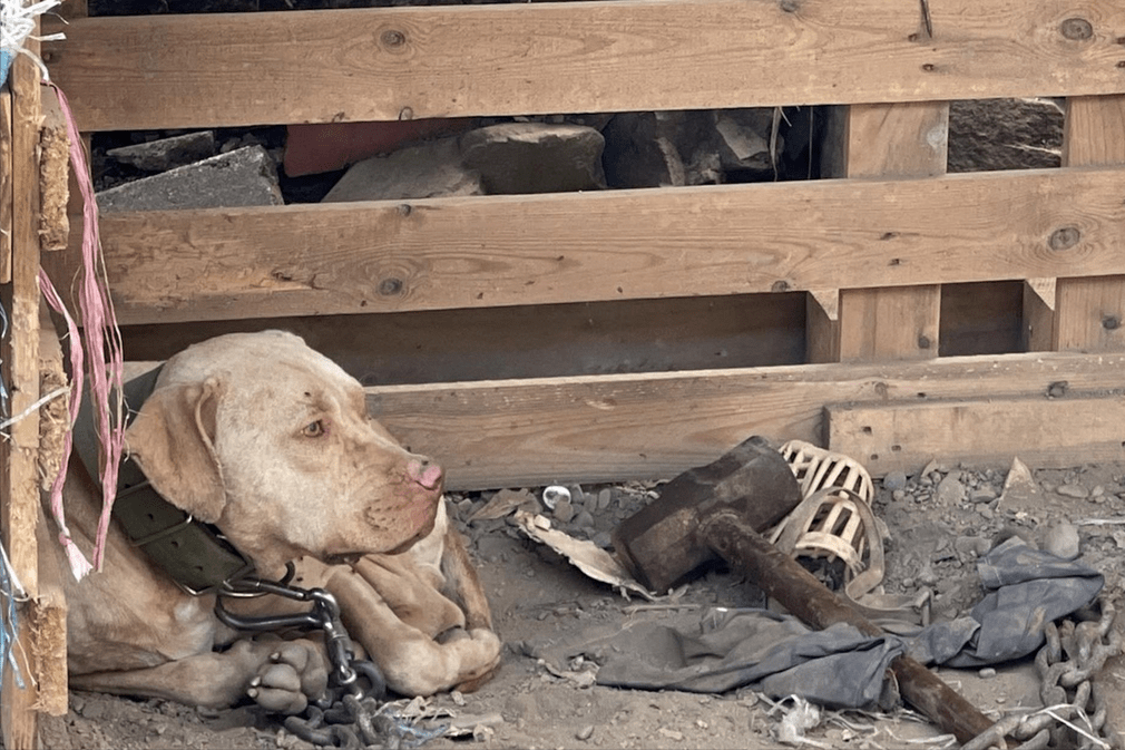 3岁男孩独自到邻居家玩被牵住的比特犬咬伤腹部最后来不及医治导致