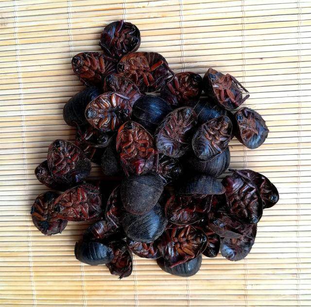 原创正宗土鳖曾风靡全国无奈成为一场骗局农民谈之色变