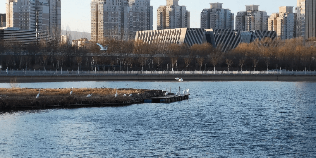 景区|绝美！太原汾河景区，白鹭摇曳生姿