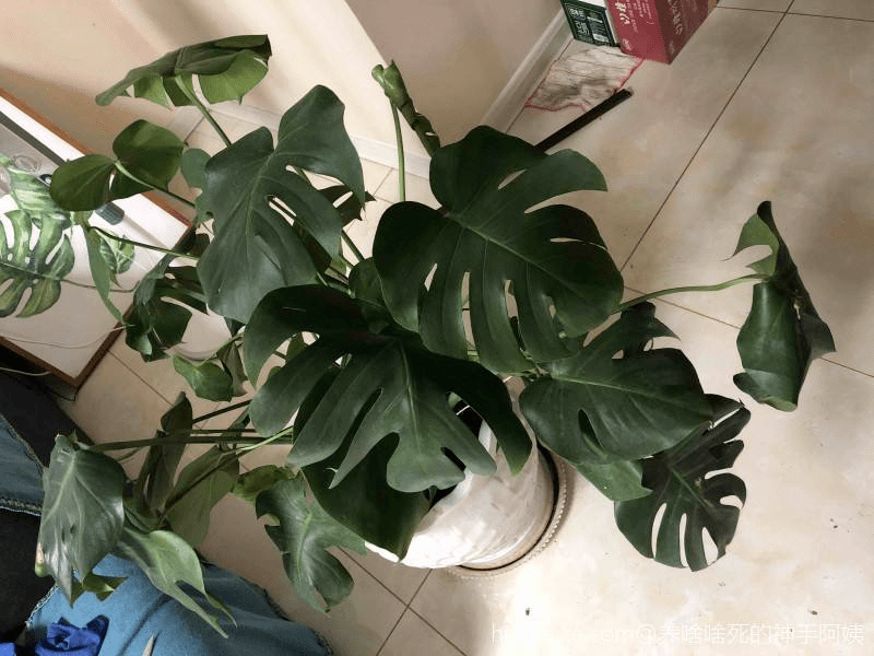 土硬的像石头 学好3招 土壤松软像发糕 植物 叶子会 羊粪