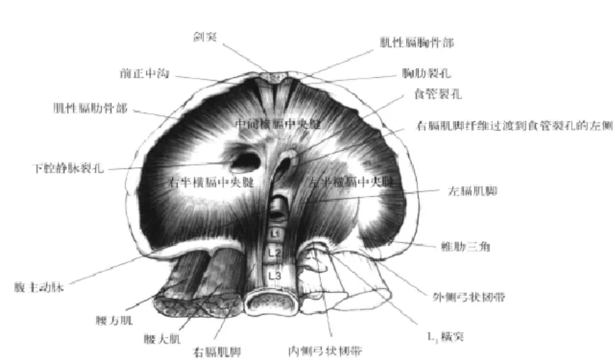 膈肌解剖及常见病变的影像诊断