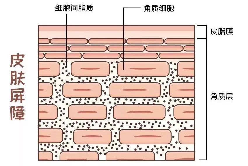 人体冬季补水和保湿的区别？韩国KAHI小粉棒告诉你答案