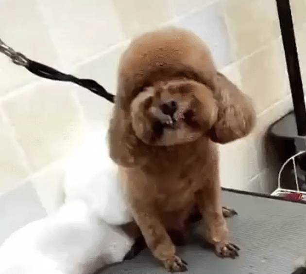 怎么给狗狗剪毛不让它动呢 88a621070126484abccb44604cdeb070.jpeg