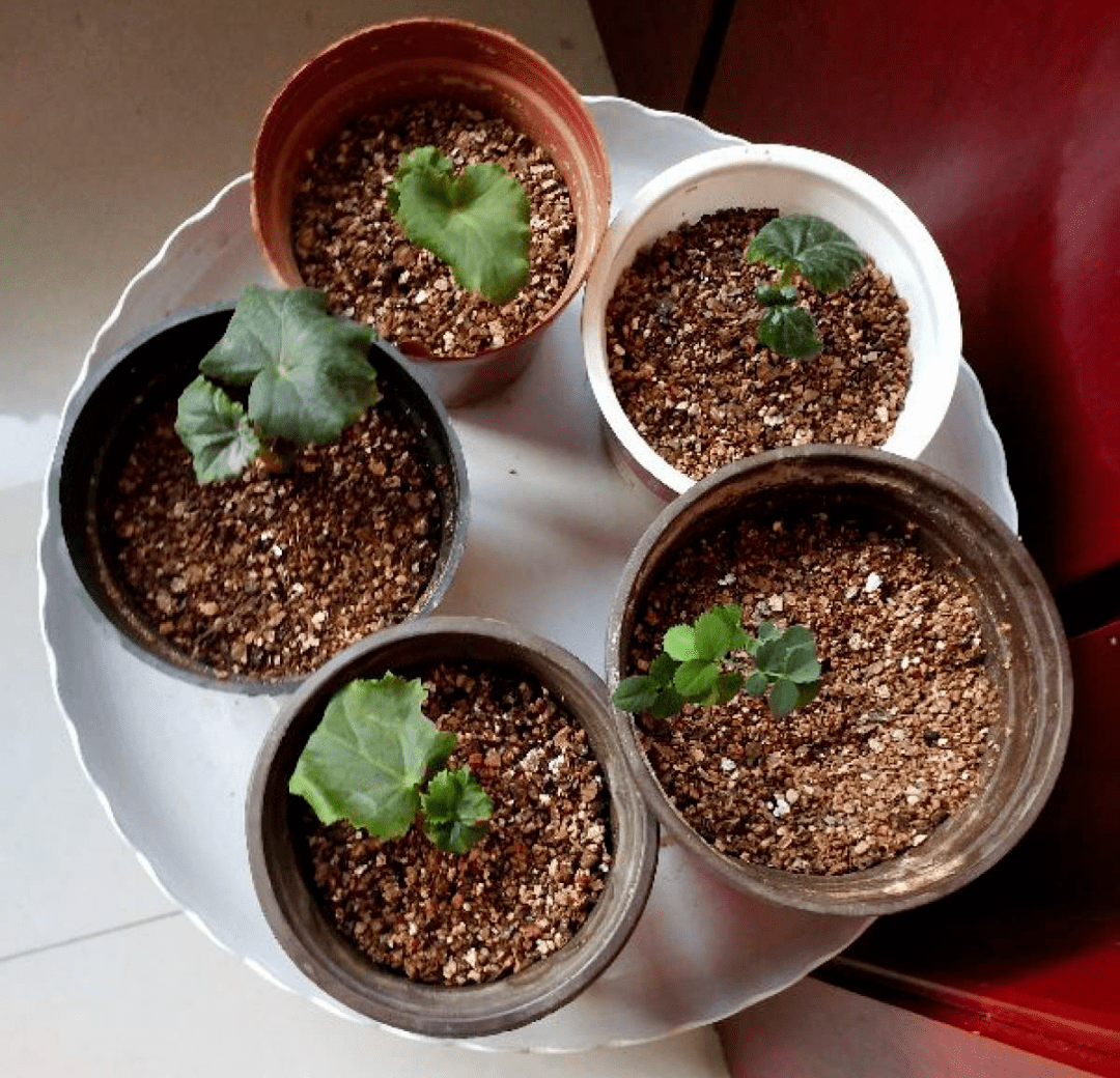 原创冬天扦插最简单的方法学起来这6种花都能生根