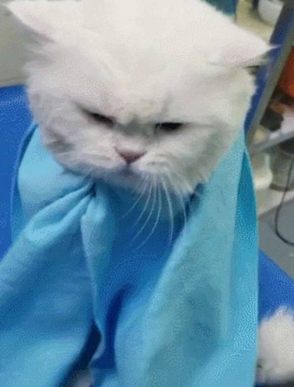 猫咪老婆生孩子，就将猫送到奶奶家寄养，两个月后来接猫时笑到扶墙走