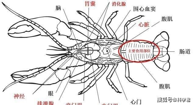 虾不能吃的部位图解图片