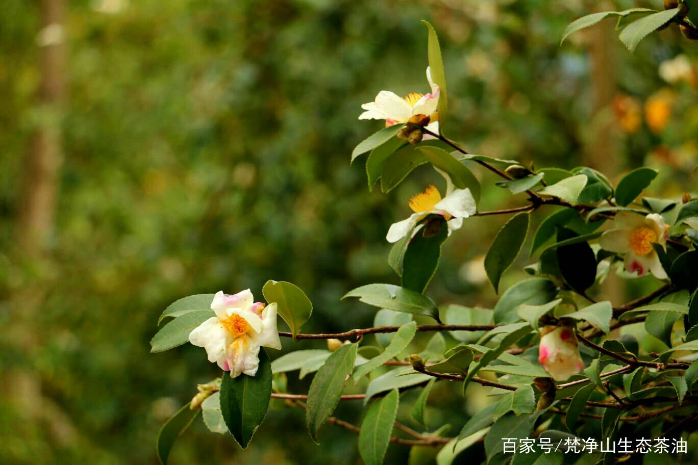 治疗茶油：“新型”化妆品的崛起-贵州山茶