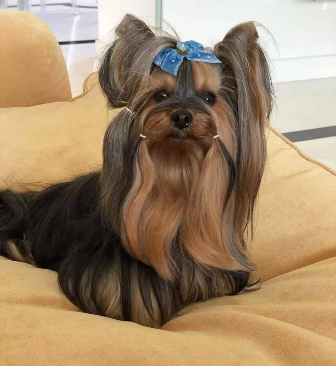 松狮犬的狗。在公园里的漂亮的小狗约克夏. ——图库图片© weter777 #156626986, image size:1080x1178