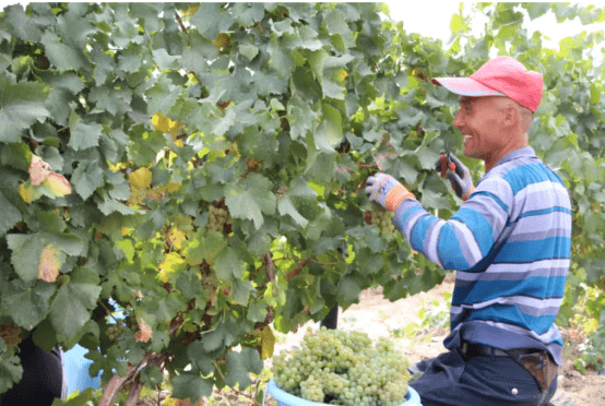 葡萄|金恪产业版图系列报道 | 新疆故事:罄玉在博斯腾湖畔起舞