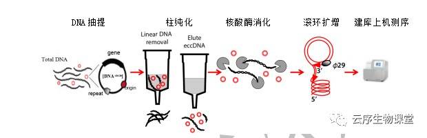 文章|又一篇！云序circle-seq助力环状DNA在食管鳞癌当中的研究