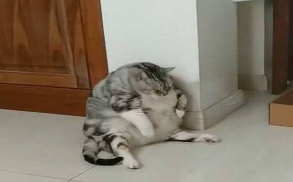 猫咪老婆生孩子，就将猫送到奶奶家寄养，两个月后来接猫时笑到扶墙走