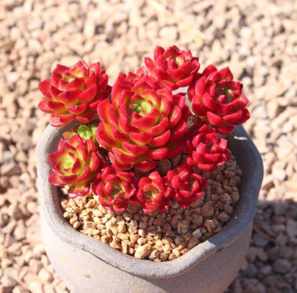 想要多肉蒂亚红彤彤?