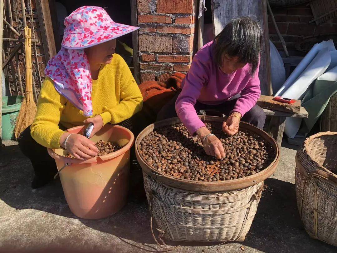 【鄉村振興】尋烏縣龍廷鄉:油茶花開迷人眼,茶油飄香兆豐年_產業_種植