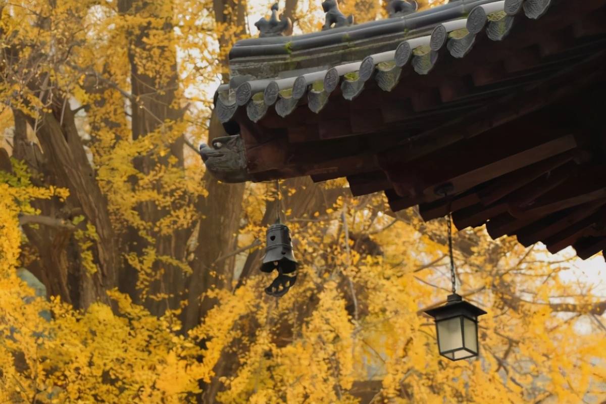 西安一寺庙凭借千年银杏树走红，相传为李世民亲手所植