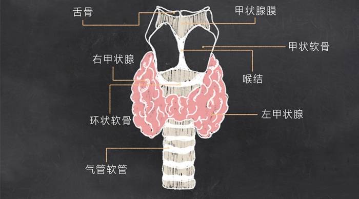 体检|30岁查出甲状腺结节，半年康复，王克珍主任：此方式治的借鉴