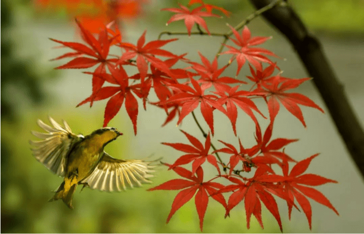 晋网红 这个冬天，把眉山穿在身上，谁看谁心动~