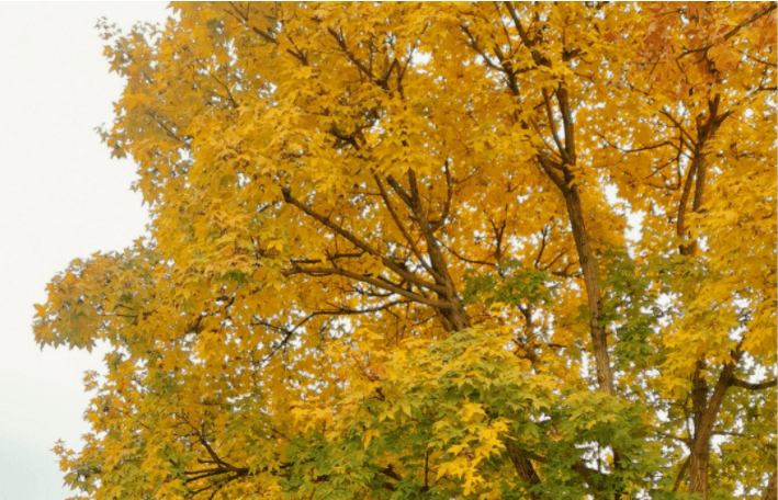 晋网红 这个冬天，把眉山穿在身上，谁看谁心动~