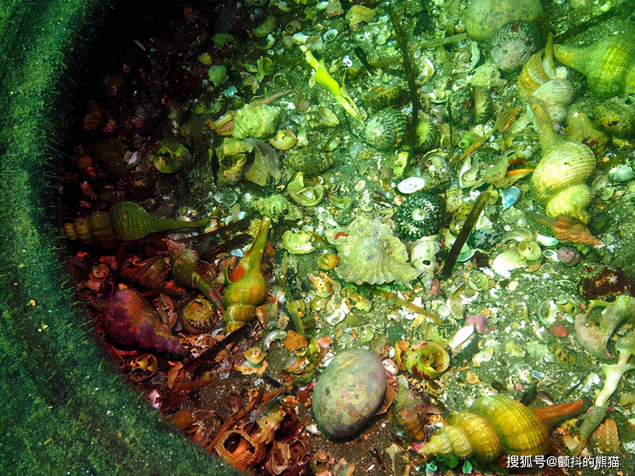 进入的寄居蟹再也无法出来 垃圾引起的"鬼钓鱼"_轮胎_调查_海里