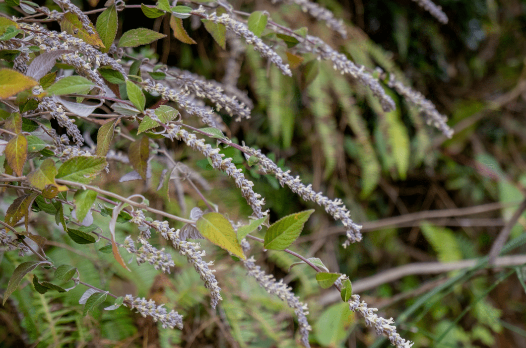 山桂花|腾冲北海乡：好山好水出好蜜