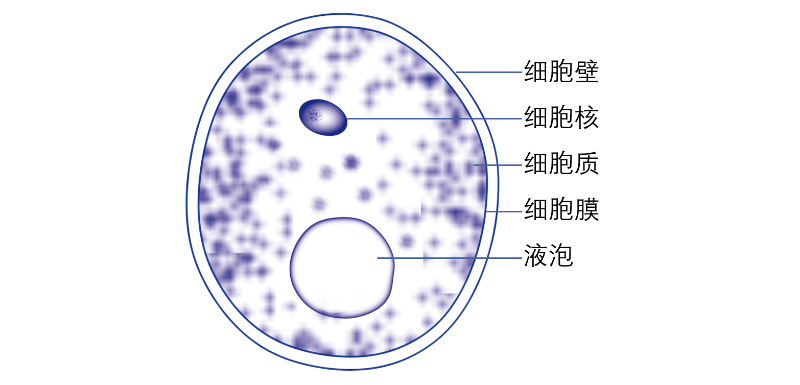 微生物简述