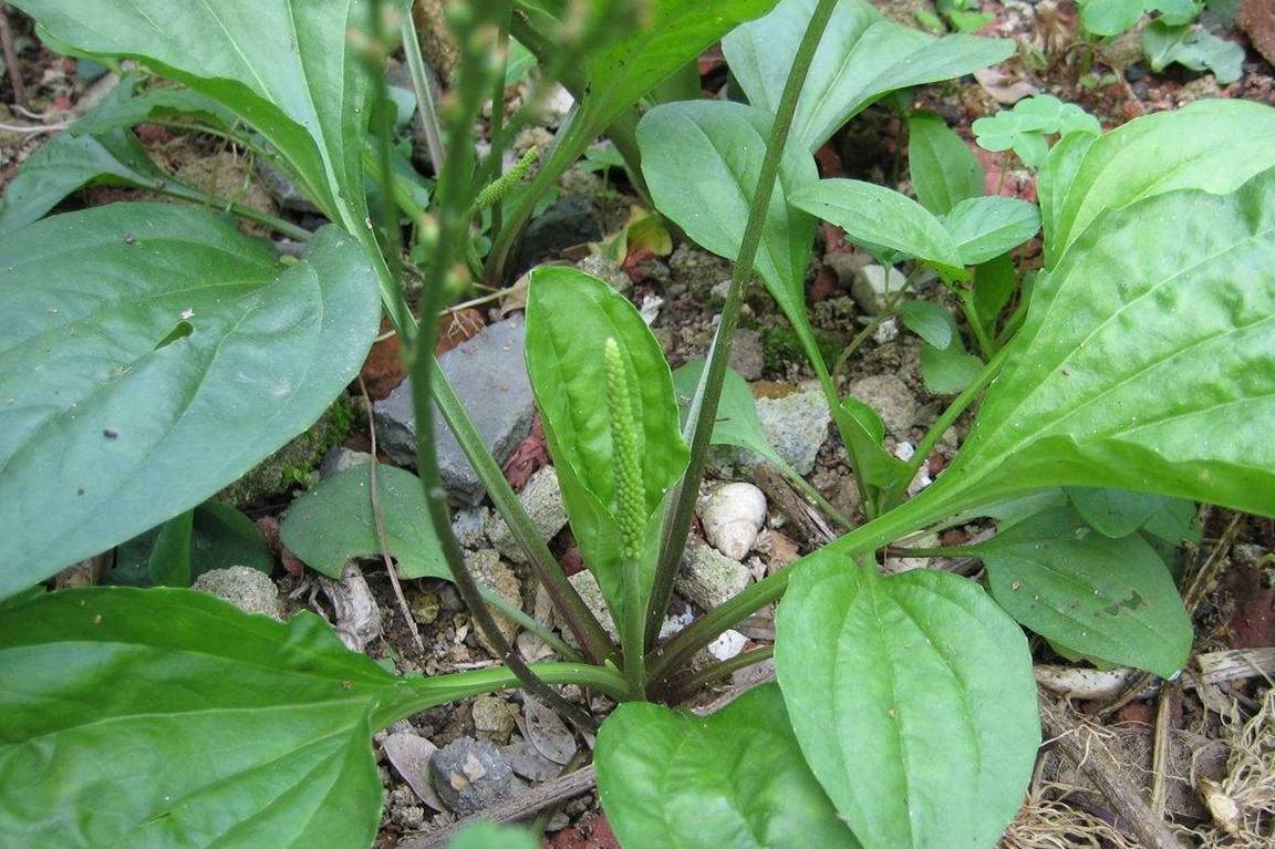 生活|它是天然“胰岛素”，坚持泡水喝，血糖悄悄降下，赶跑糖尿病