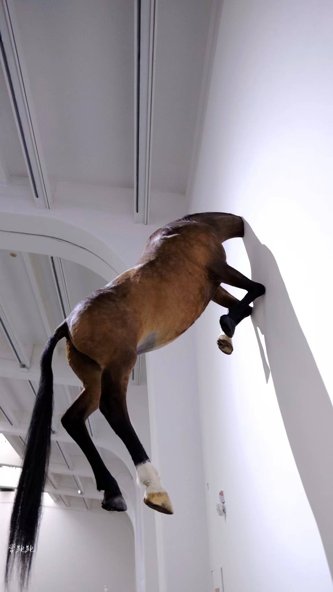 那根|“卡特兰：最后的审判” ：不止那根天价香蕉 藏在黑色幽默的审视中