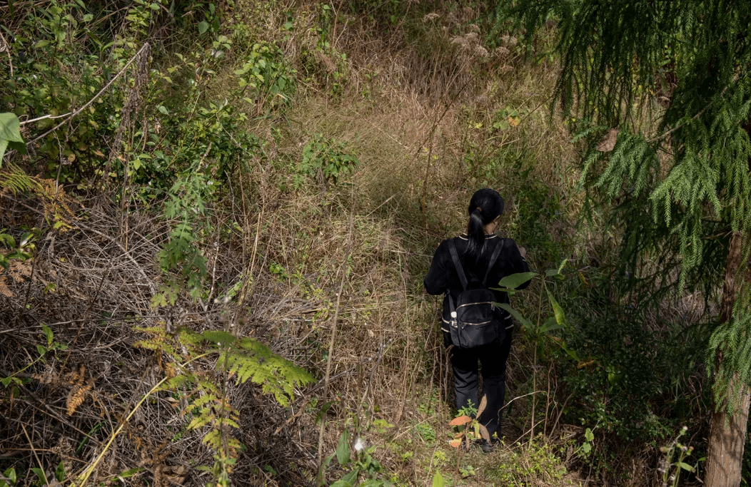 山桂花|腾冲北海乡：好山好水出好蜜