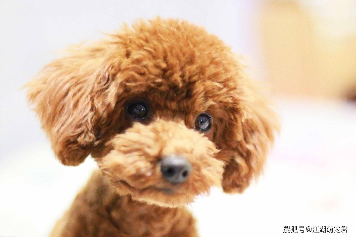 过娇|狗狗一旦对你做出这些事情，在它心中，你就是最重要的人