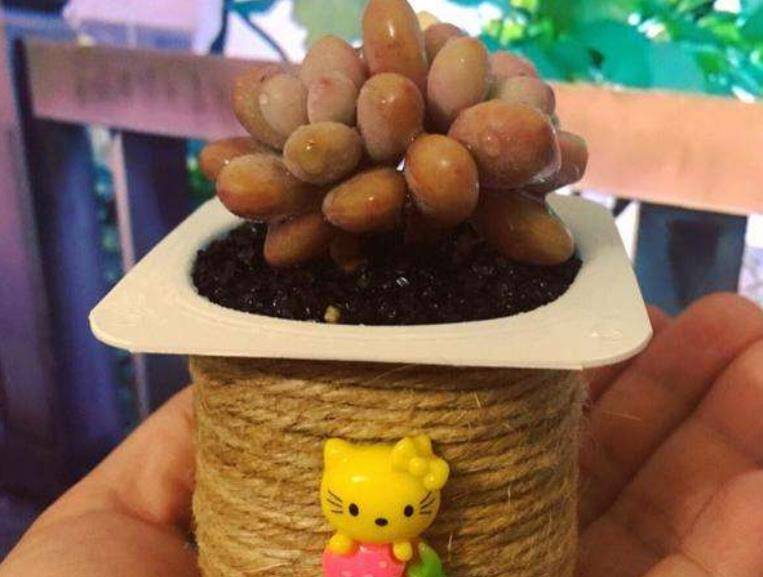 里的酸奶盒别丢了,用来养多肉,省钱又好看,能养几十盆_盒子_植株_种植