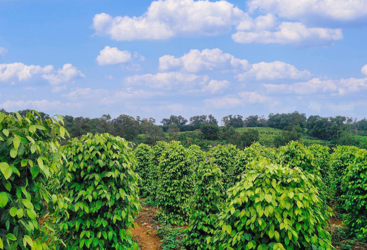乡村振兴 一颗胡椒是"盘中餐"也是"金豆子"_海南_集团_农产品