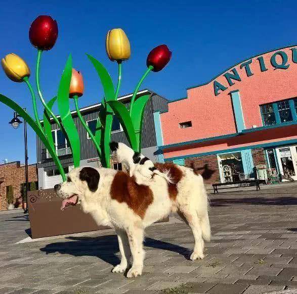 原创小狗为了寻求安全感总喜欢骑在大狗身上憨憨的大狗对此毫无怨言