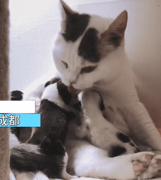 如何让人失去嗅觉 d23a4723ad184575bc8f3a0edbcfe993.png