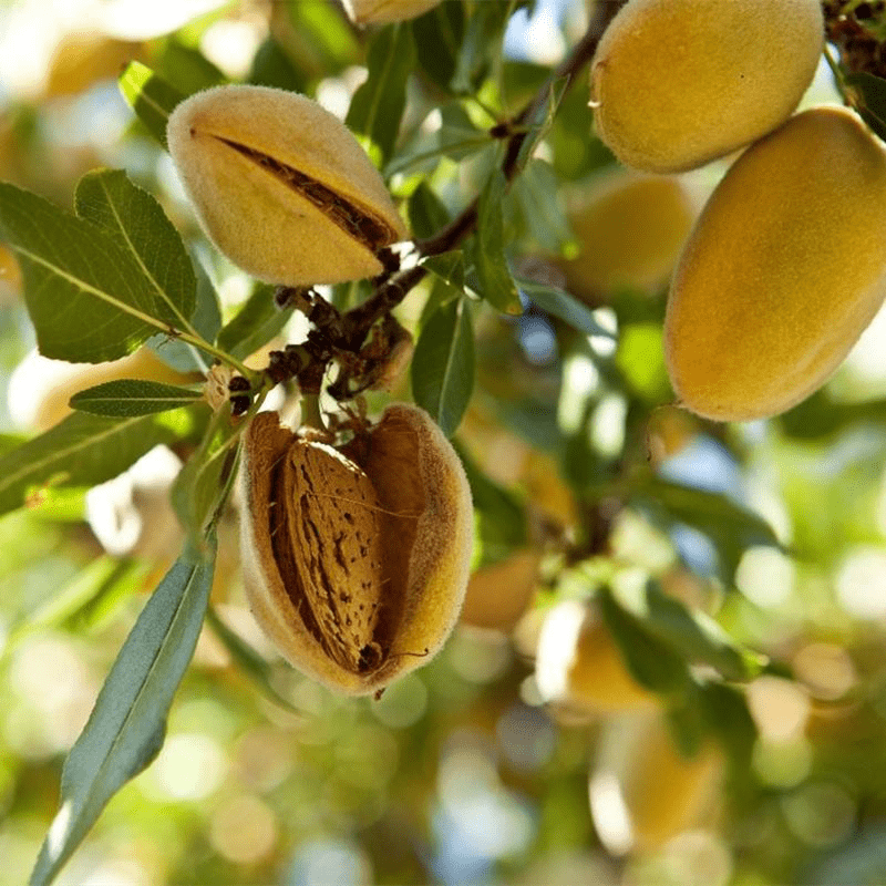 宁夏能种植巴旦木树苗吗?_结果实_扁桃_气候