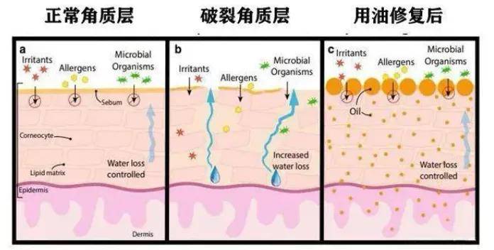 女神用油泡出好皮肤？全网刷屏的油敷法到底靠不靠谱？