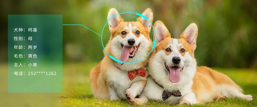 小视科技首发:遛狗不牵绳算法|5月1日起该行为违法_狗狗_宠物_识别