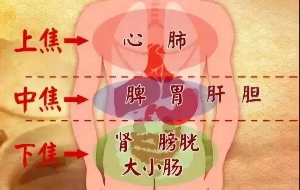 肾与肚脐眼的位置图图片
