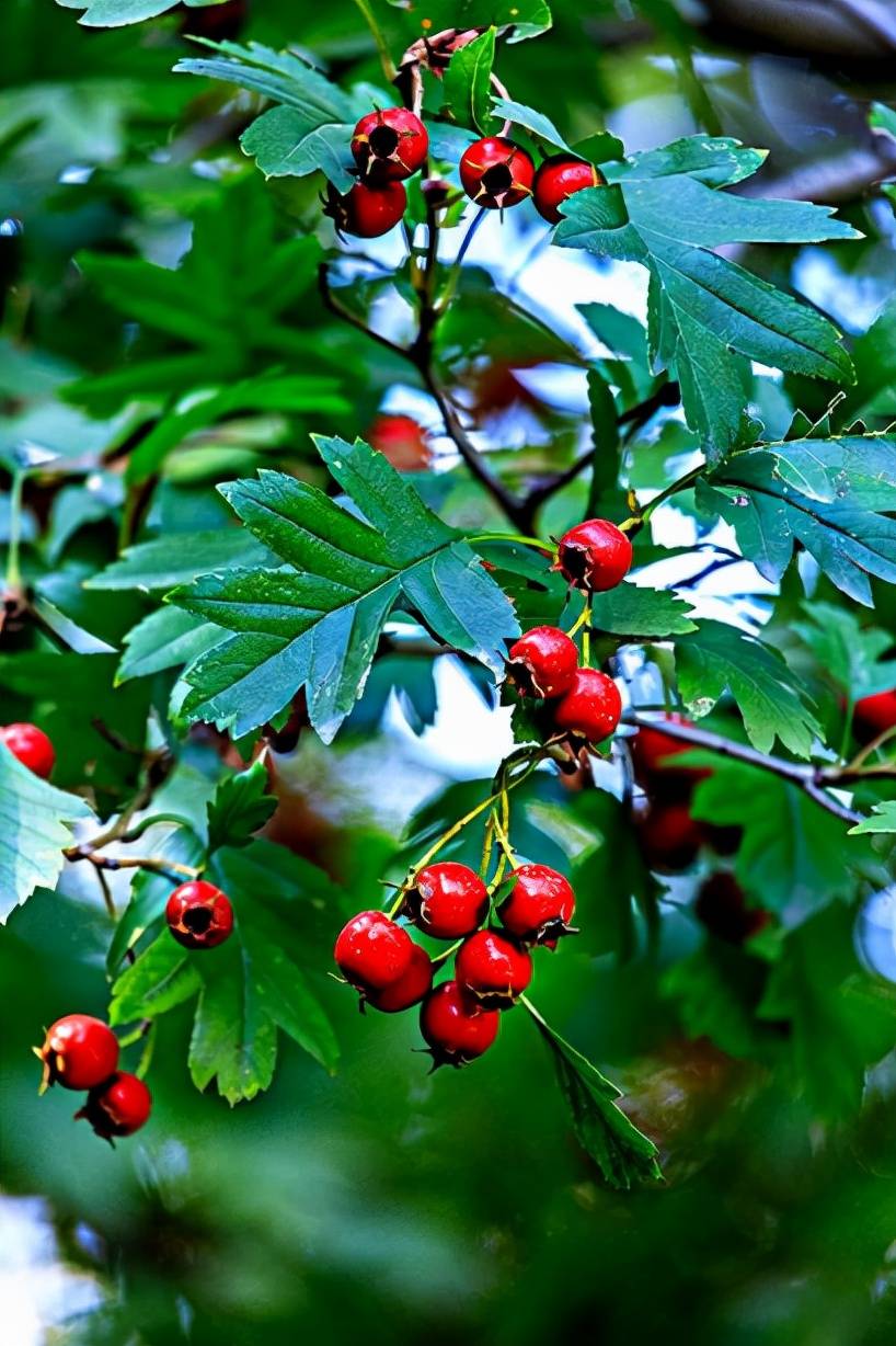 六《咏山楂》解暑生津开胃口,新鲜果汁赛参汤.