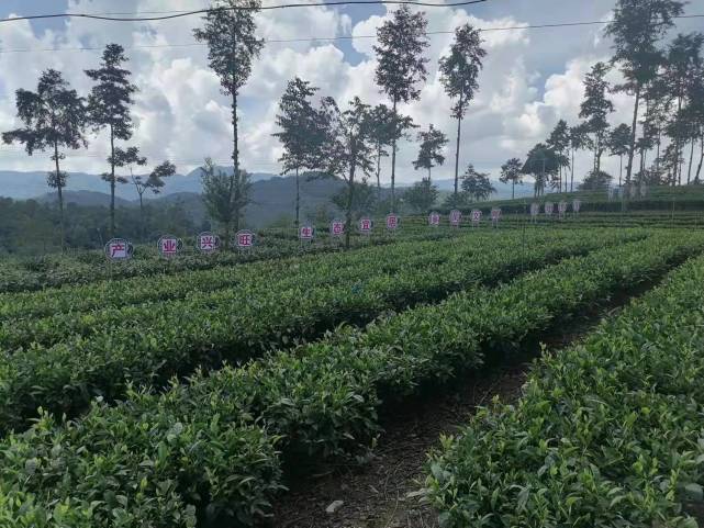 昌宁县温泉镇光山村四个注重助推茶产业蓬勃发展