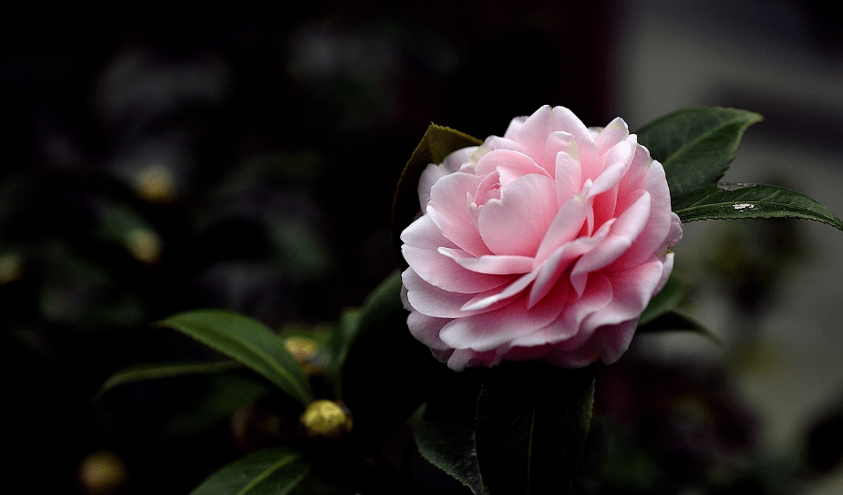 詩詞鑑賞山茶花開時十一首山茶花的詩詞爛紅如火雪中開