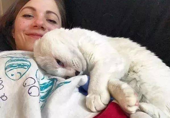 猫咪失去双耳,被原主人抛弃,却治愈了患有焦虑症的她 猫咪失去双耳,被原主人抛弃,却治愈了患有焦虑症的她