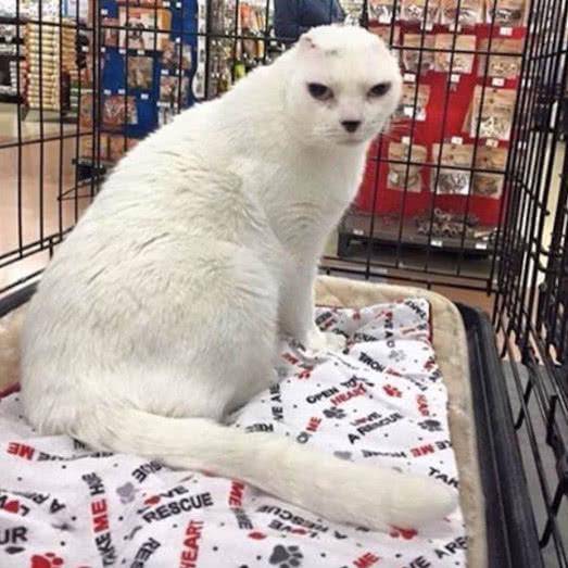 猫咪失去双耳,被原主人抛弃,却治愈了患有焦虑症的她 猫咪失去双耳,被原主人抛弃,却治愈了患有焦虑症的她