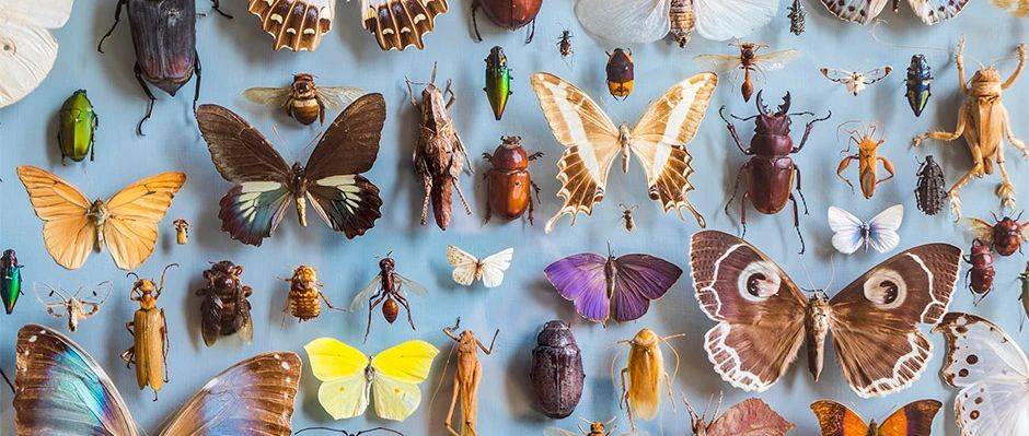 原创澳大利亚曾因缺少一种昆虫而片草不生昆虫灭绝真会造成危机吗