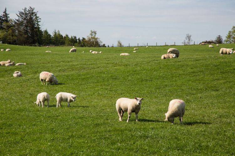 张力|运动神经元分为哪些类型？