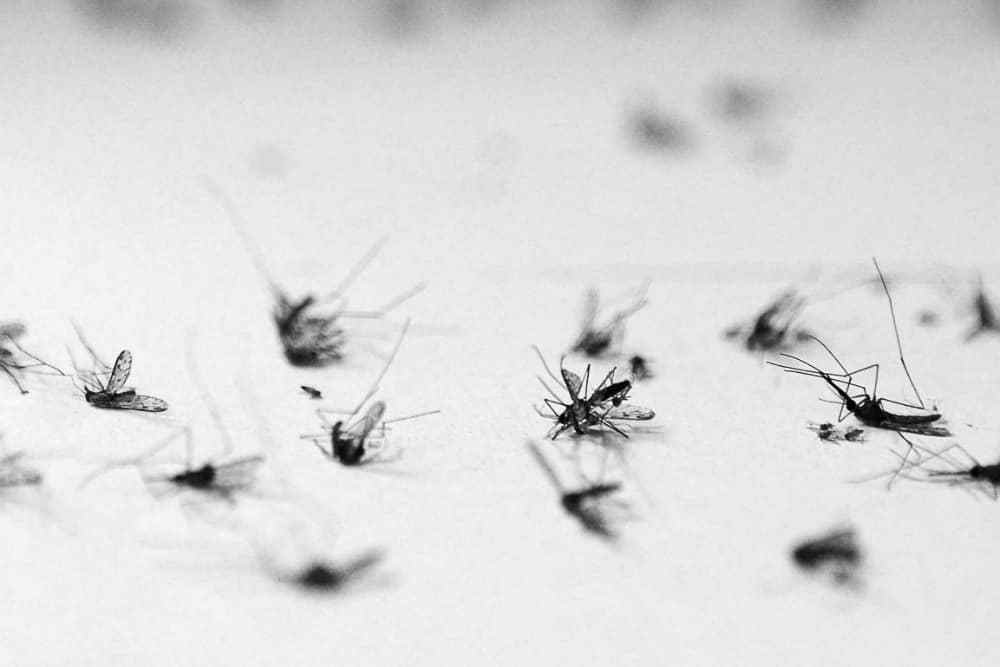 原创冬天的蚊子去哪了或藏在你家的角落里冬眠次年可繁衍上千后代