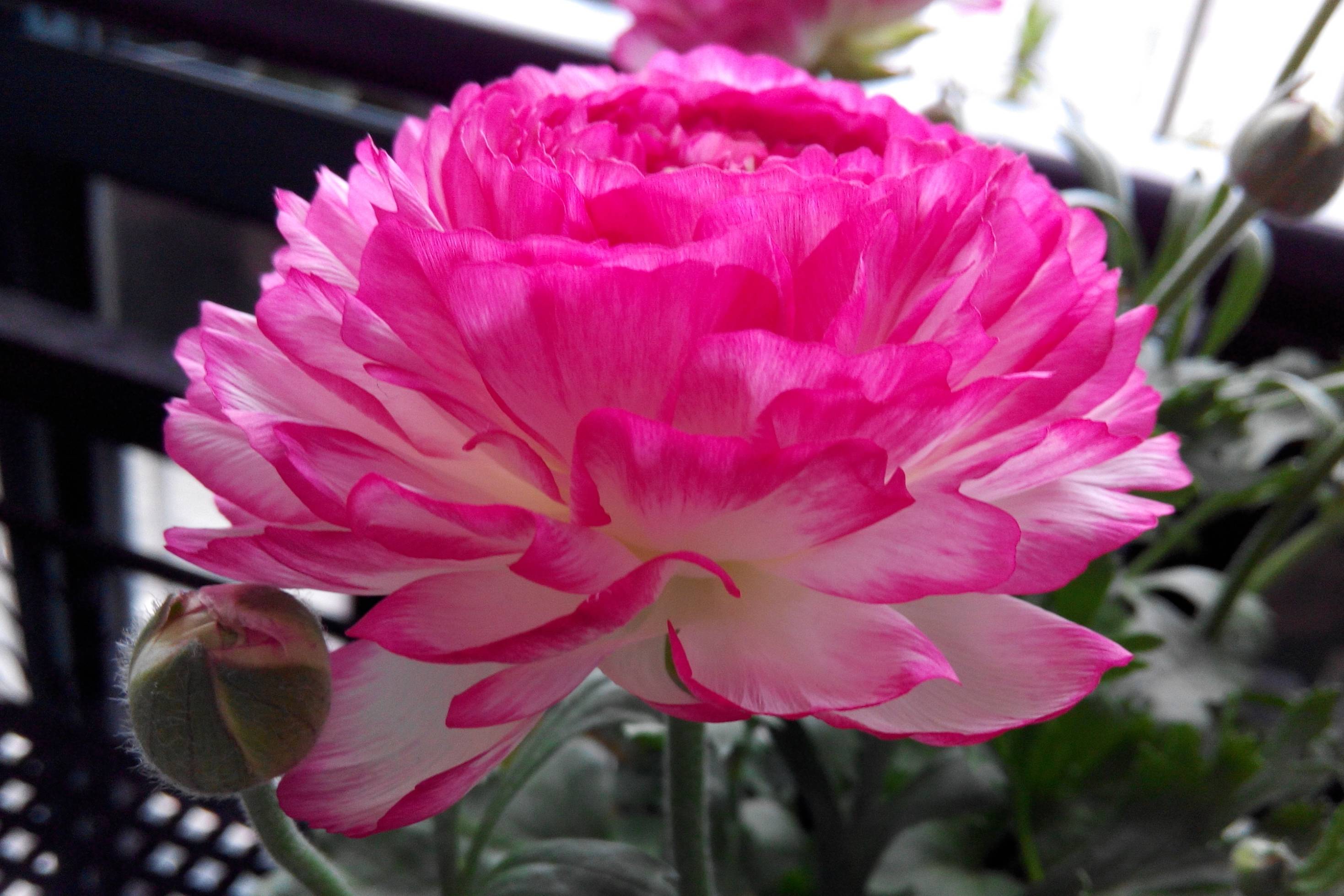 医闹入刑此球根植物 花漂亮似牡丹 价格便宜 丢土里就能活 冬天也能养一枝红艳露凝香 蝶舞资讯网