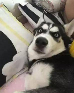弹球狗子要是自娱自乐起来，就没主人什么事了，这是单身狗的独有技能